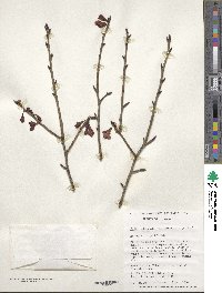 Prunus campanulata image