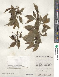 Prunus campanulata image