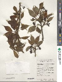 Prunus campanulata image