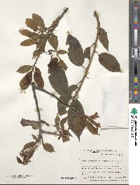 Prunus campanulata image