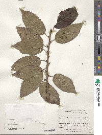 Prunus campanulata image