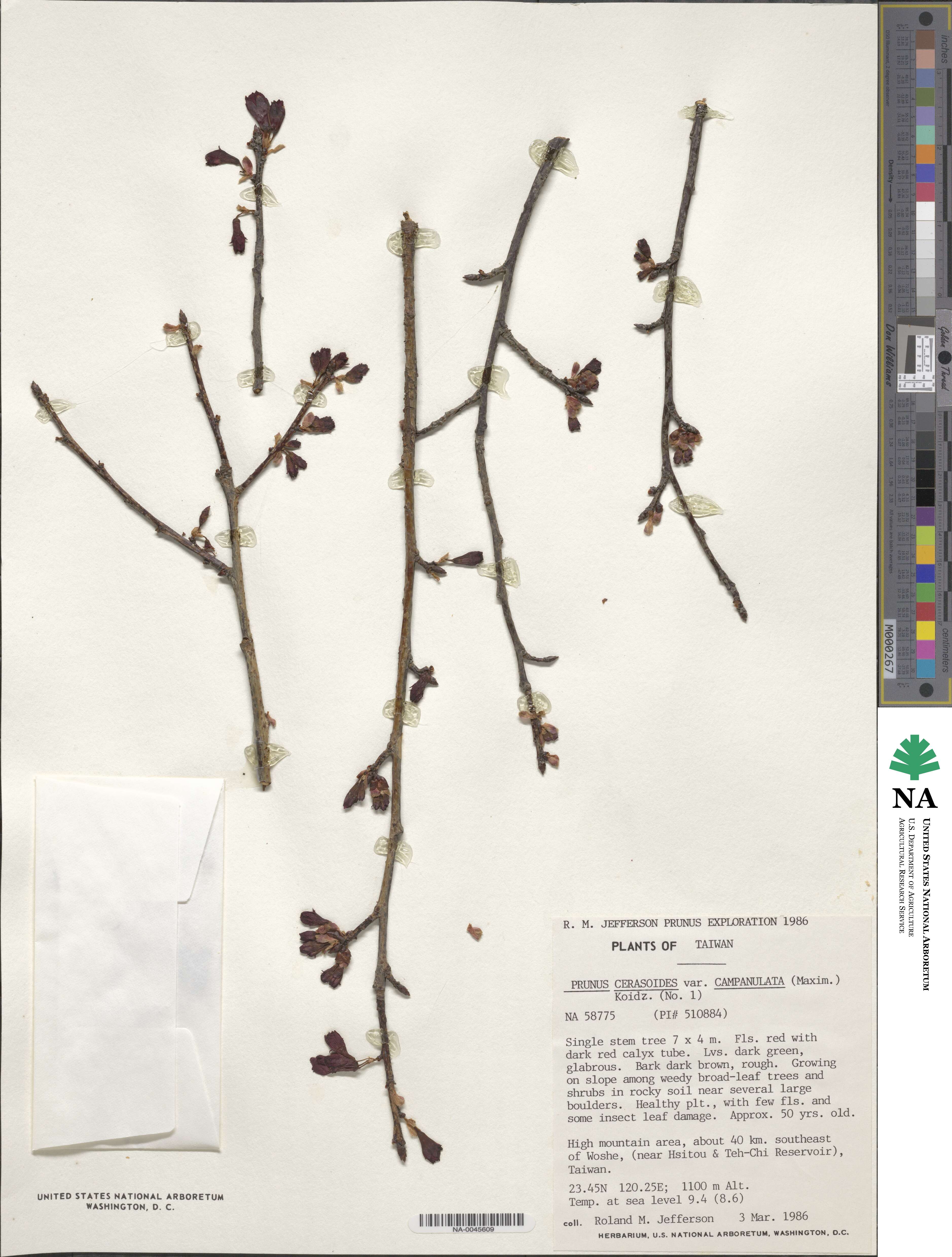 Prunus campanulata image