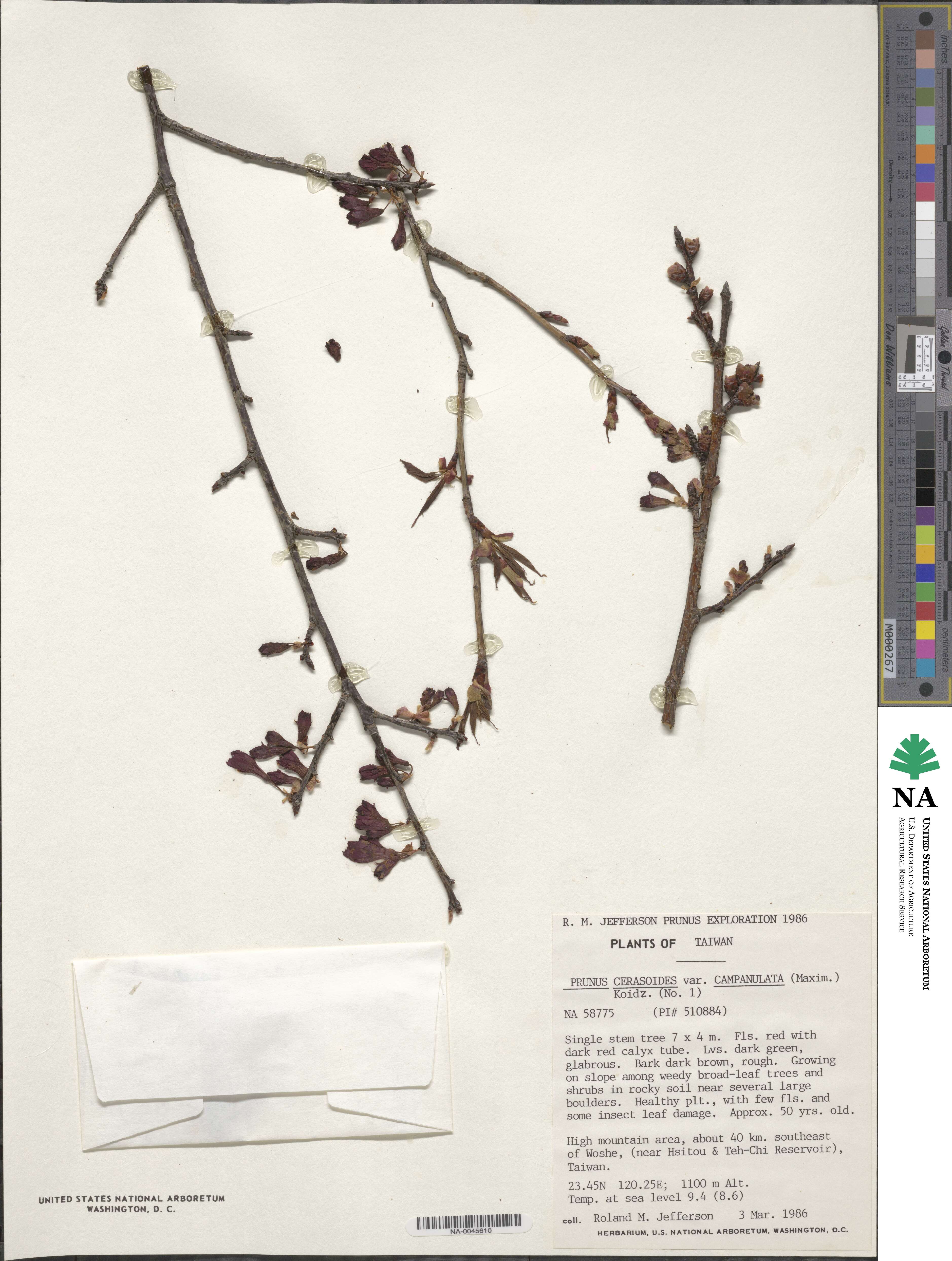 Prunus campanulata image