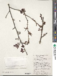 Prunus campanulata image