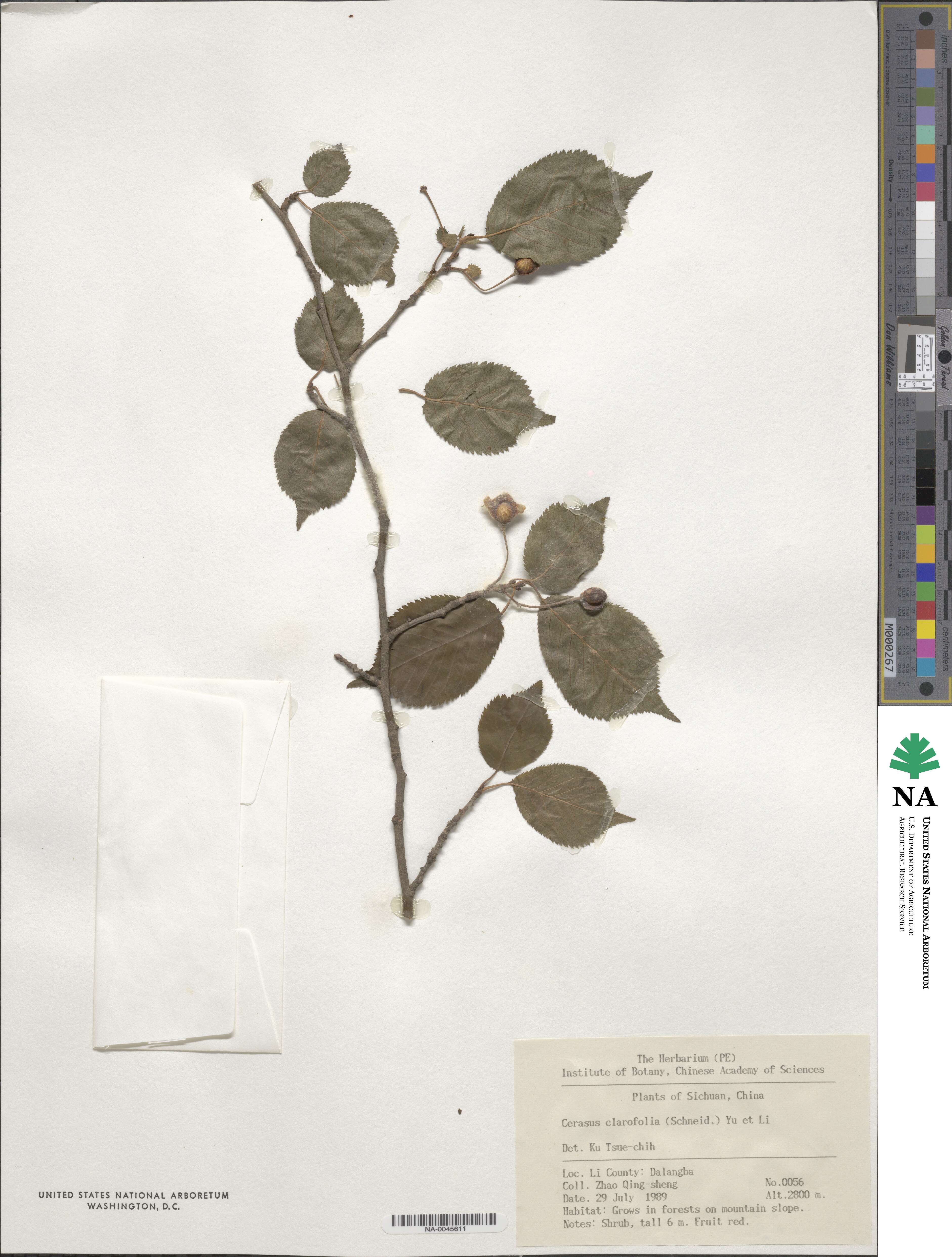 Prunus clarofolia image