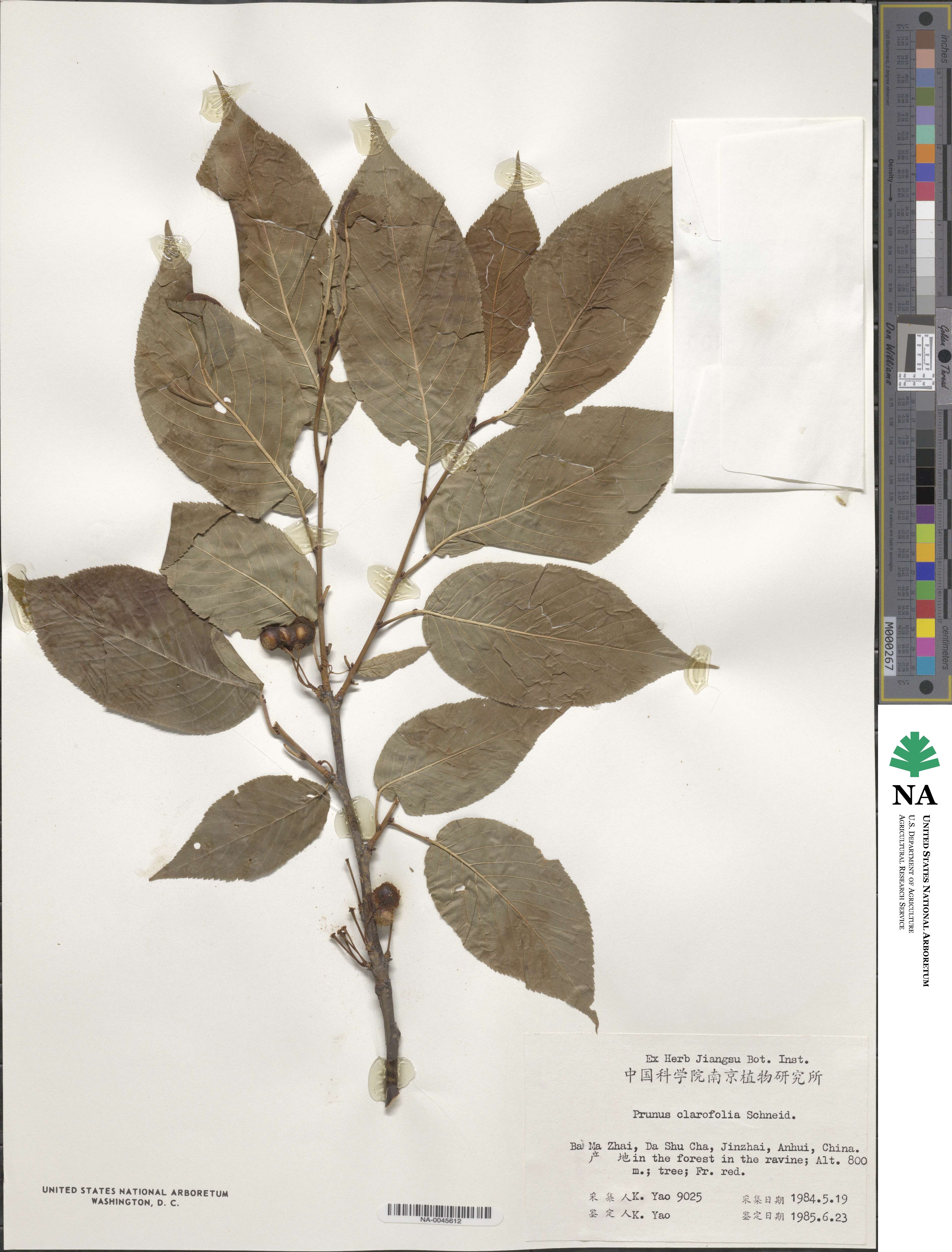 Prunus clarofolia image
