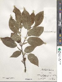 Prunus clarofolia image