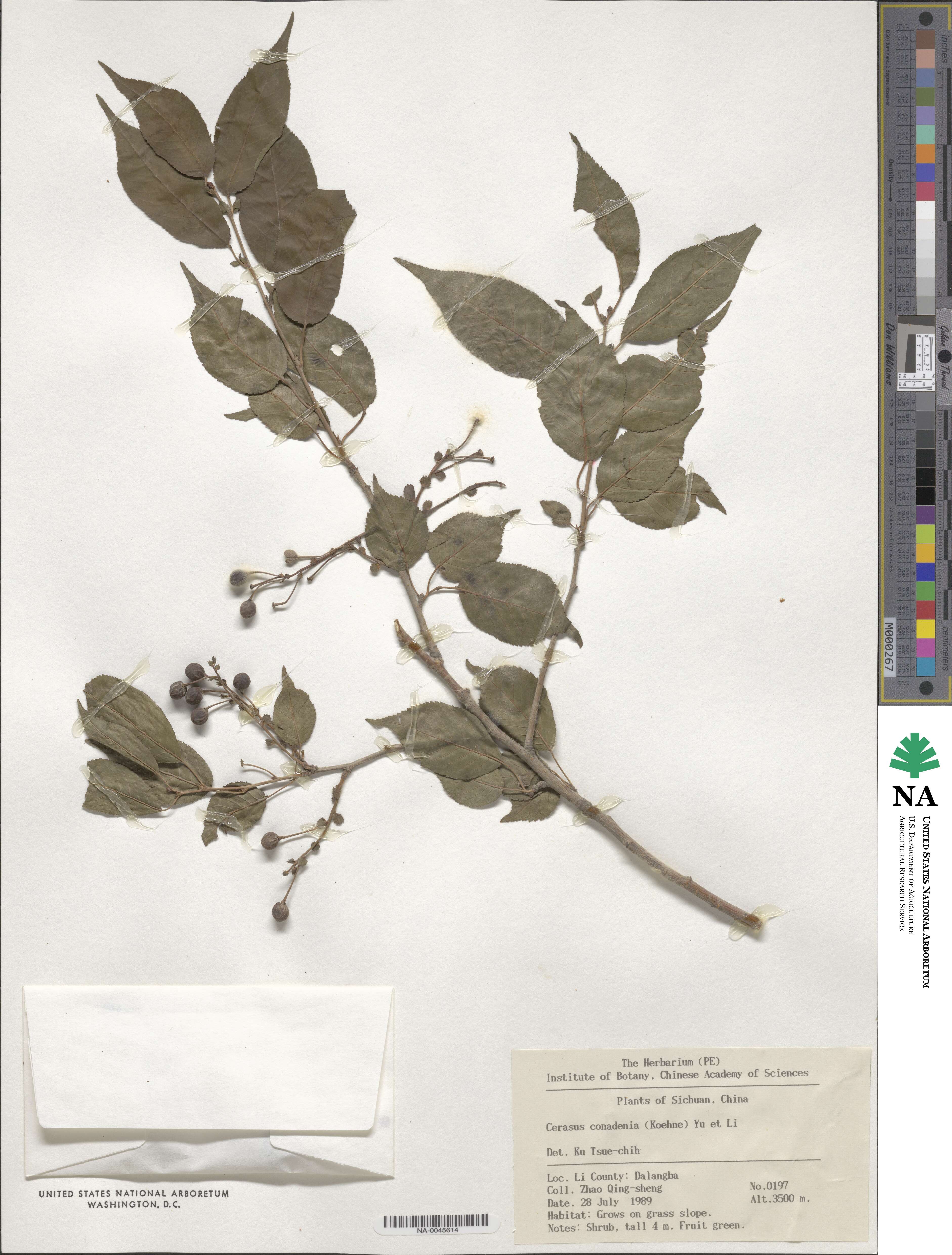 Prunus conadenia image