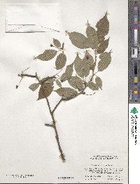 Prunus conradinae image