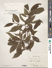 Prunus cornuta image