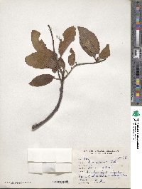 Prunus cornuta image