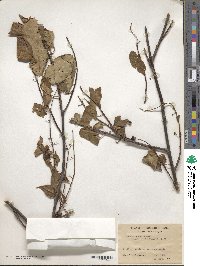 Prunus cornuta image