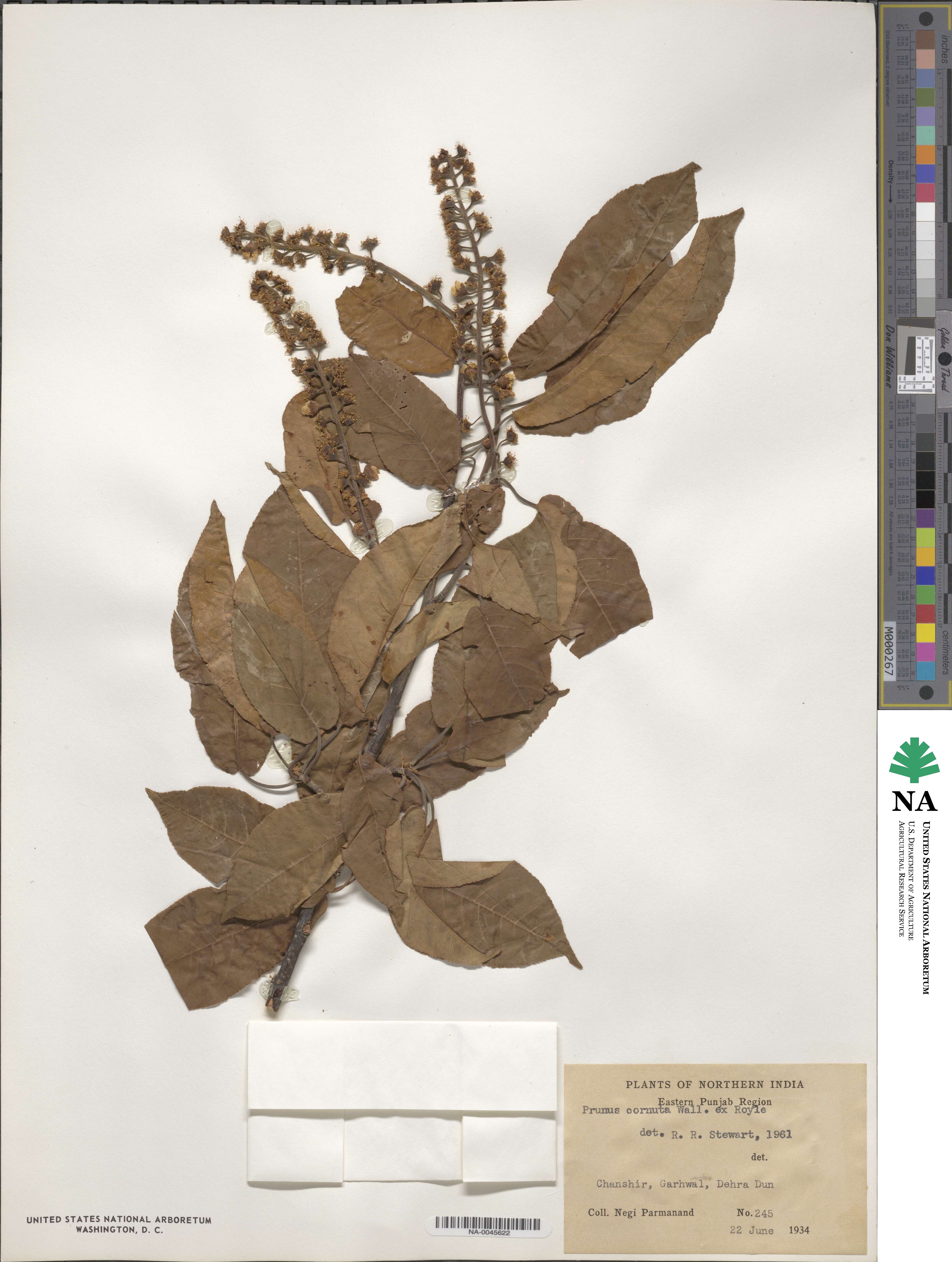 Prunus cornuta image