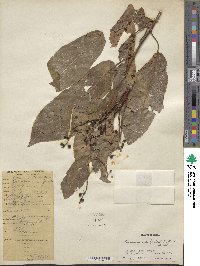 Prunus cornuta image