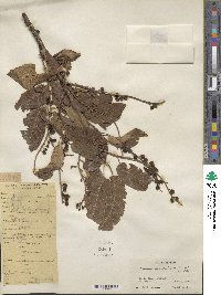 Prunus cornuta image