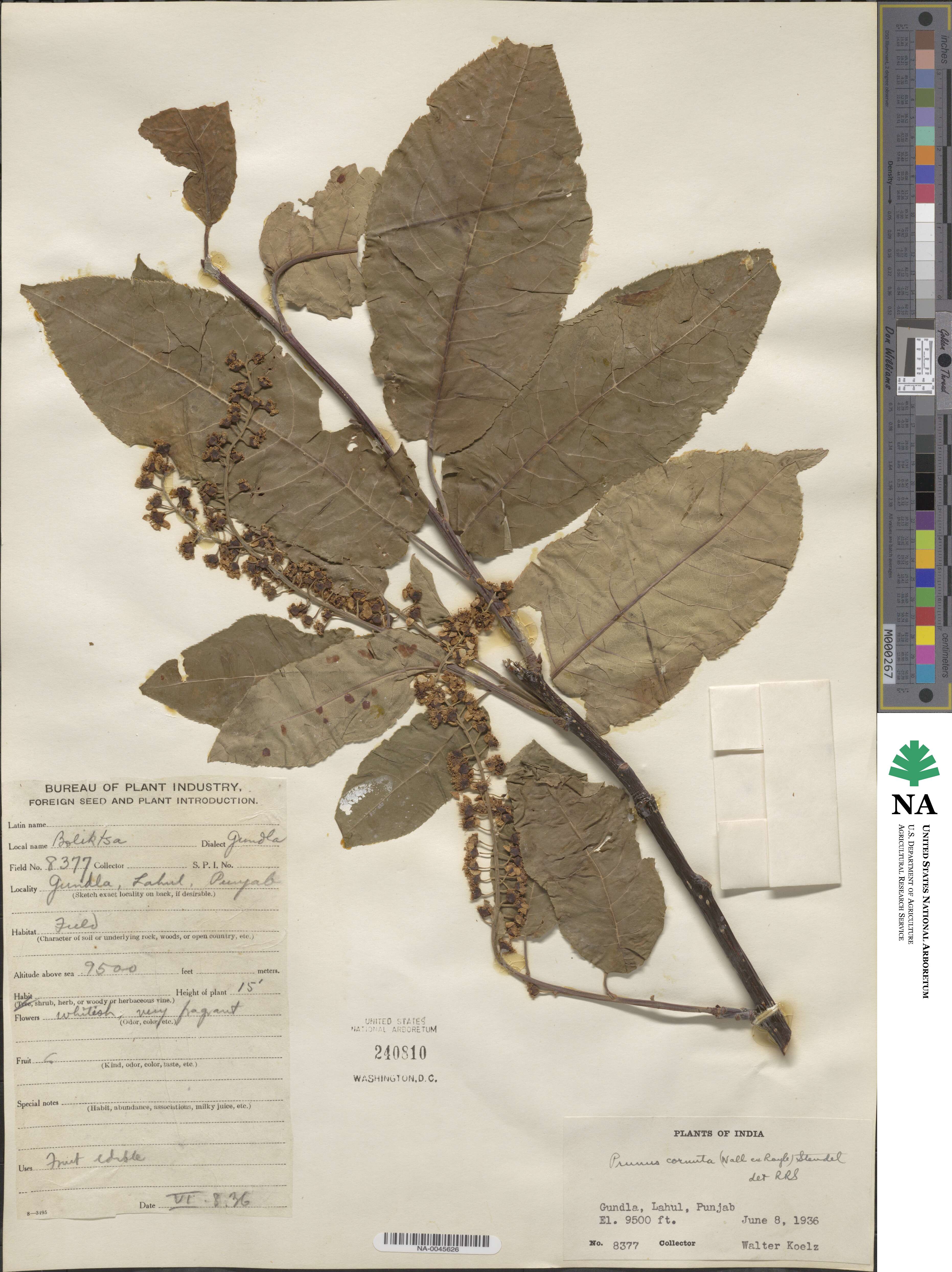 Prunus cornuta image
