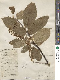 Prunus cornuta image