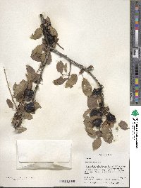 Prunus cerasifera image