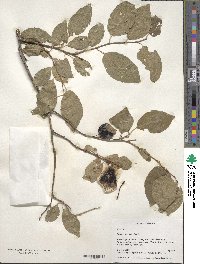 Prunus cerasifera image