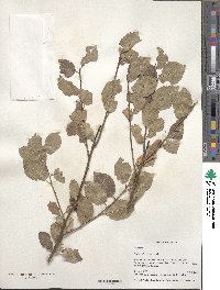 Prunus cerasifera image