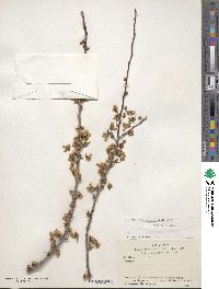 Prunus cerasifera image