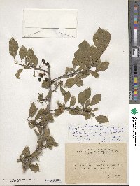 Prunus cerasifera image