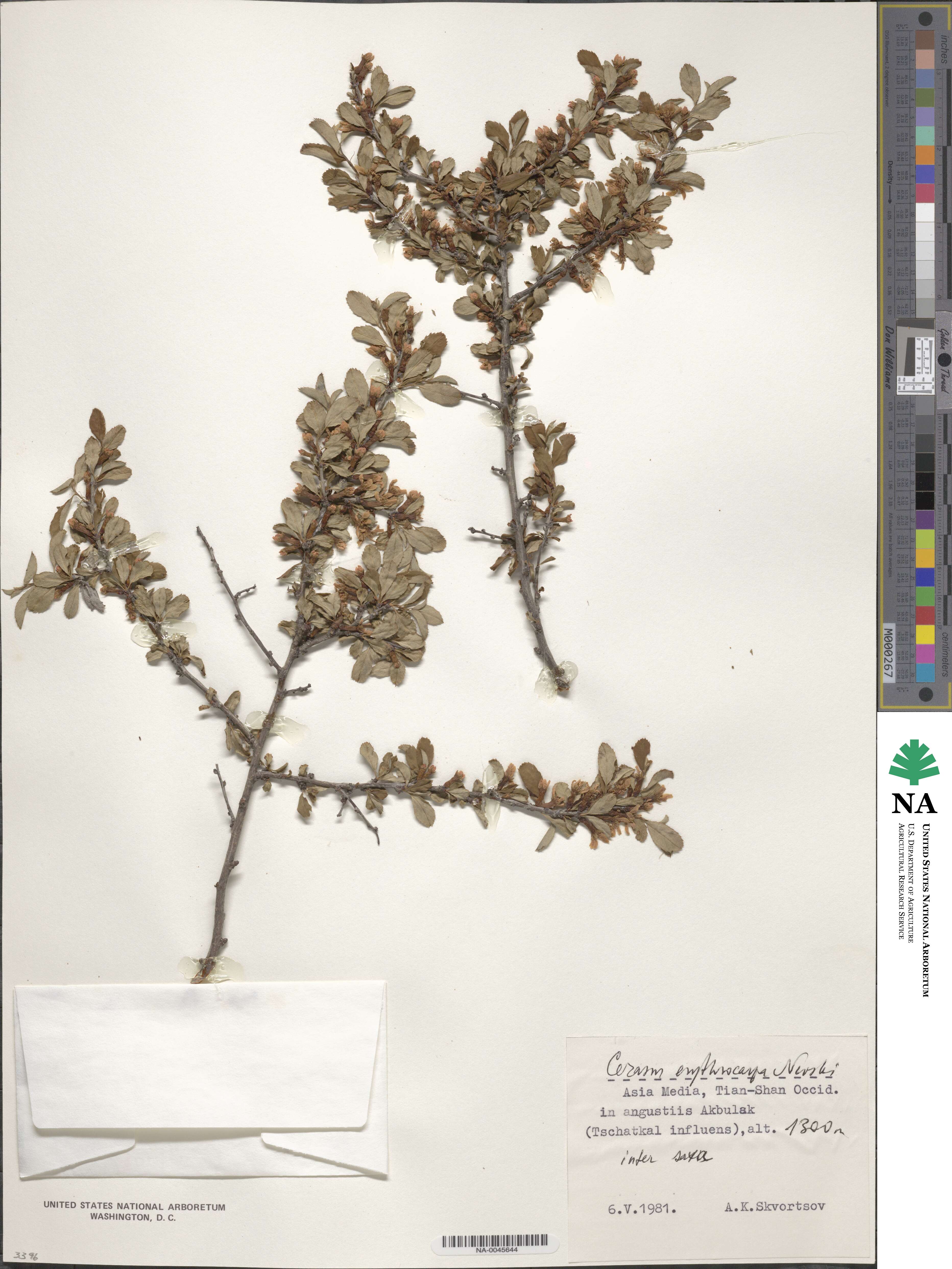 Prunus bifrons image