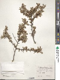 Prunus bifrons image