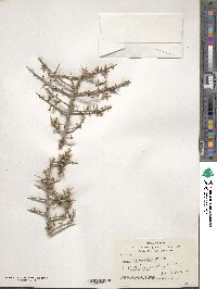 Prunus erioclada image