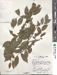 Prunus glandulosa image