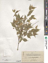 Prunus glandulosa image