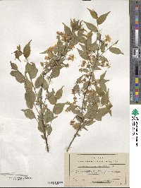 Prunus glandulosa image