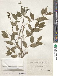 Prunus glandulosa image