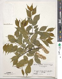 Prunus grayana image