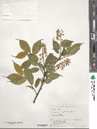 Prunus grayana image