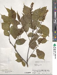 Prunus grayana image