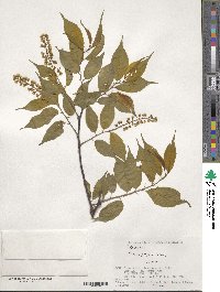 Prunus grayana image