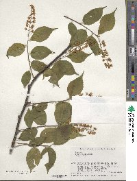 Prunus grayana image