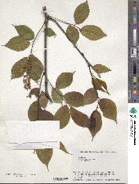 Prunus grayana image