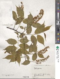 Prunus grayana image