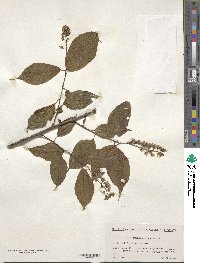 Prunus grayana image