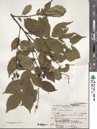 Prunus grayana image