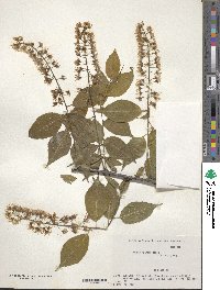 Prunus grayana image