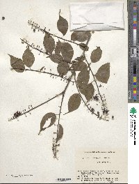 Prunus grayana image