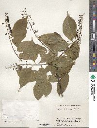 Prunus grayana image