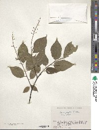 Prunus grayana image