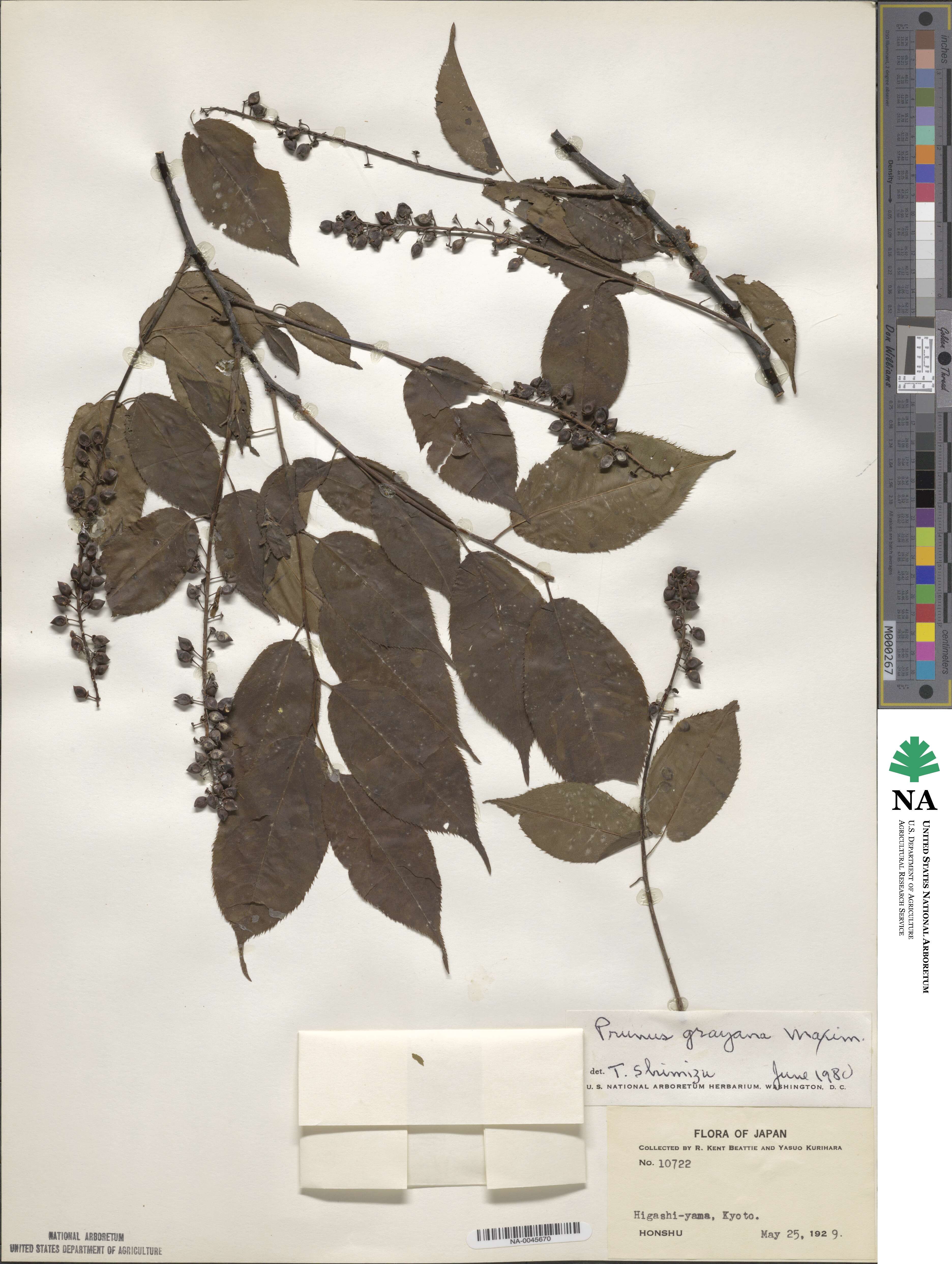 Prunus grayana image