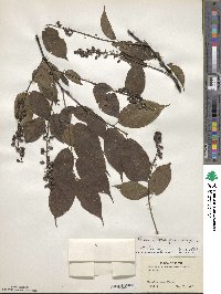 Prunus grayana image