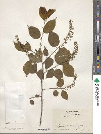 Prunus grayana image