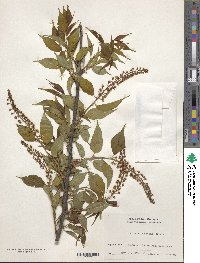 Prunus grayana image